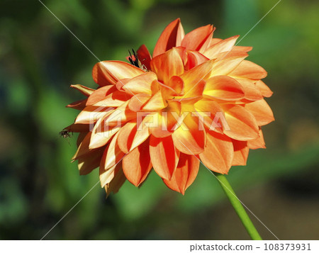 Dahlia 108373931