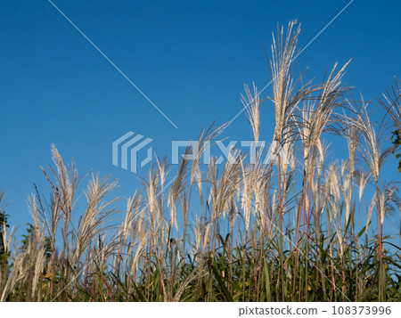 pampas grass under the blue sky 108373996