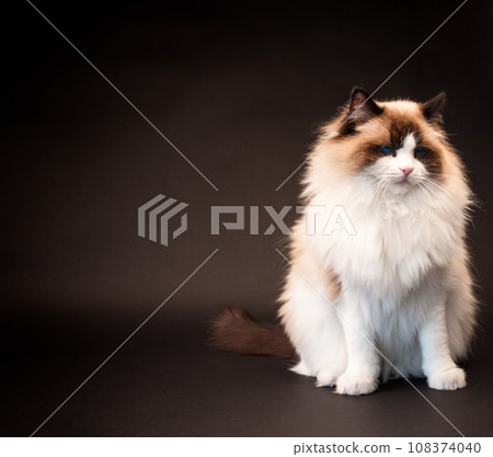 Beautiful young healthy Ragdoll cat on a black background. Beautiful young healthy Ragdoll cat on a black background. 108374040