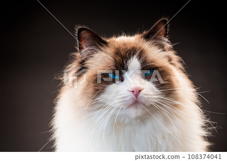 Beautiful young healthy Ragdoll cat on a black background. 108374041