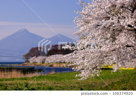 Funatsunomiya, Konan-machi, Koriyama City, Fukushima Prefecture, Mt. Bandai across the row of cherry blossom trees and rapeseed fields at the mouth of the Funatsu River, which flows into Lake Inawashiro. Funatsunomiya, Konan-machi, Koriyama City, Fukushima Prefecture, Mt. Bandai across the row of cherry blossom trees and rapeseed fields at the mouth of the Funatsu River, which flows into Lake Inawashiro. 108374920