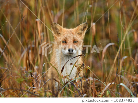 Autumn_Early morning red fox 108374923