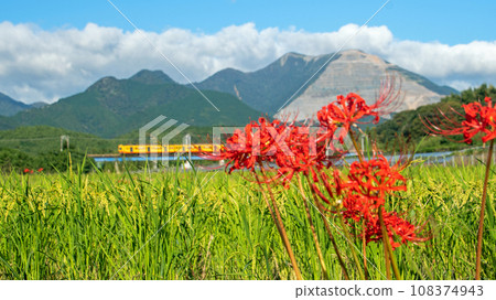 A Sangi Railway train runs alongside the ears of rice and red spider lilies hanging their heads at the foot of Mt. Fujiwara. A Sangi Railway train runs alongside the ears of rice and red spider lilies hanging their heads at the foot of Mt. Fujiwara. 108374943