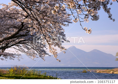 福島縣郡山市甲南町船津七濱市,從流入豬苗代湖的船津川河口的船津公園內,透過成排的櫻花樹可以看到磐梯山 福島縣郡山市甲南町船津七濱市,從流入豬苗代湖的船津川河口的船津公園內,透過成排的櫻花樹可以看到磐梯山 108375117