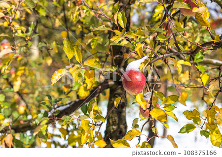 [Niigata Prefecture/Sado/First snow] Apple wearing a white cotton hat December 108375166