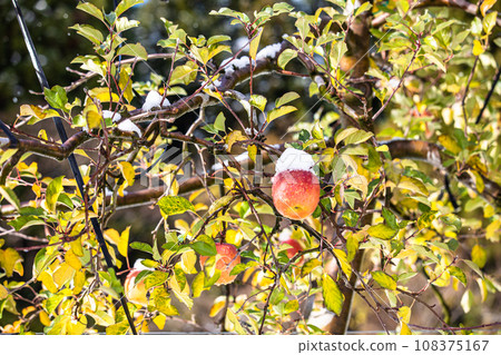 [Niigata Prefecture/Sado/First snow] Apple wearing a white cotton hat December 108375167