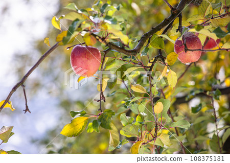 [Niigata Prefecture/Sado/First snow] Apple wearing a white cotton hat December 108375181
