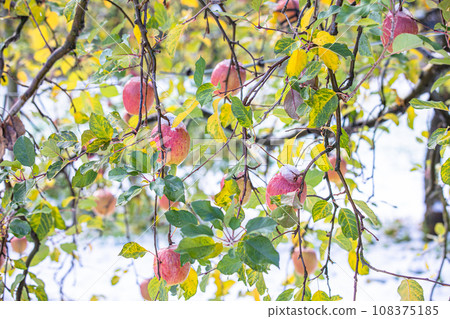 [Niigata Prefecture/Sado/First snow] Apple wearing a white cotton hat December 108375185