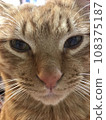 A cat staring at you 108375187