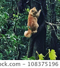 wild cat(?) 108375196