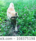 cat playing freely 108375198