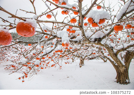 [Niigata Prefecture, Sado, remaining persimmons] Okesa persimmons wearing white cotton hats January 108375272