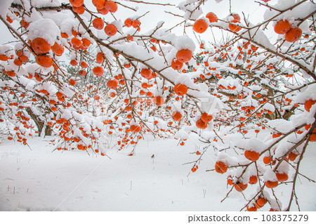 [Niigata Prefecture, Sado, remaining persimmons] Okesa persimmons wearing white cotton hats January 108375279