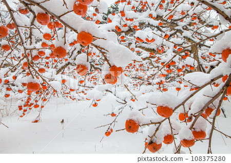 [Niigata Prefecture, Sado, remaining persimmons] Okesa persimmons wearing white cotton hats January 108375280