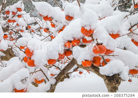 [新潟縣、佐渡、剩餘的柿子]戴著白色棉帽的Okesa柿子一月 108375284