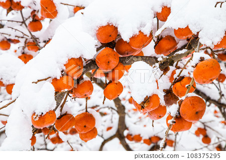 [新潟縣、佐渡、剩餘的柿子]戴著白色棉帽的Okesa柿子一月 108375295