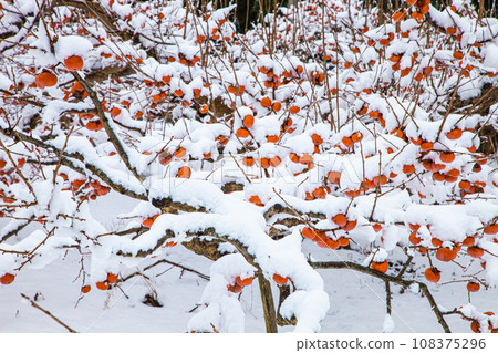 [新潟縣、佐渡、剩餘的柿子]戴著白色棉帽的Okesa柿子一月 108375296