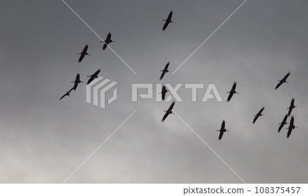 Common cranes in flight. 108375457