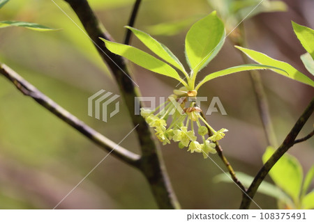 Oobakuromoji花 Oobakuromoji花 108375491