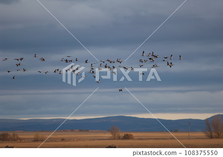Common cranes in flight. 108375550
