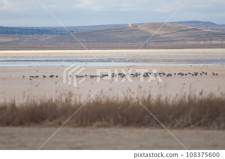 Common cranes. 108375600