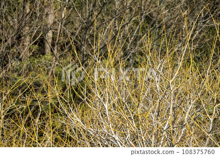 冬天的樹木 冬天的樹木 108375760