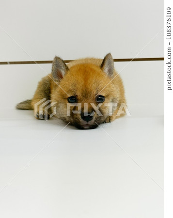 baby mameshiba baby mameshiba 108376109