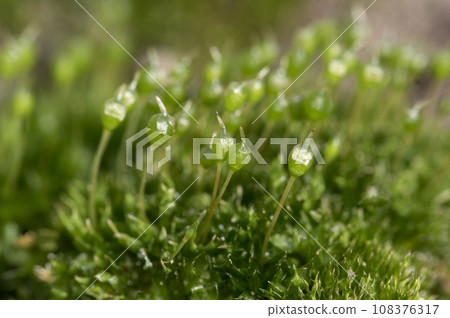 Sporangia of moss Sporangia of moss 108376317