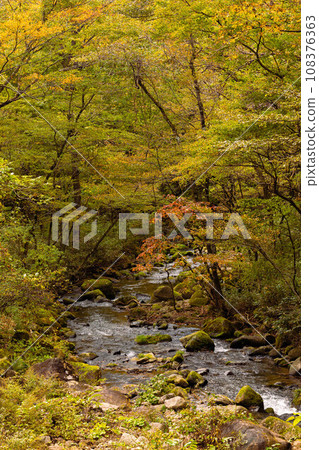 Nanakita River mountain stream autumn leaves 108376363