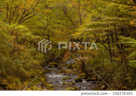 Nanakita River mountain stream autumn leaves 108376365