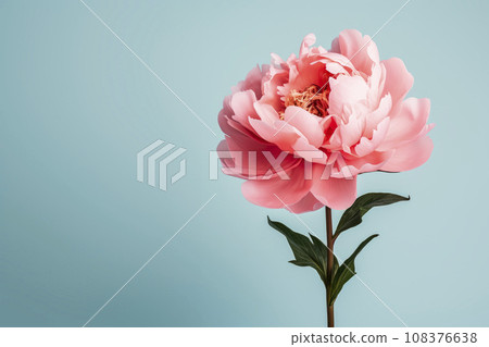 A peony flower on a background with a copyspace.  108376638