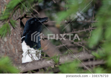 Eurasian magpie. Eurasian magpie. 108376710