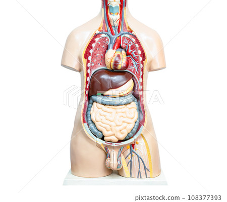 Human body model anatomy for medical training course, teaching medicine education. 108377393