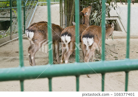 A deer A deer 108377401