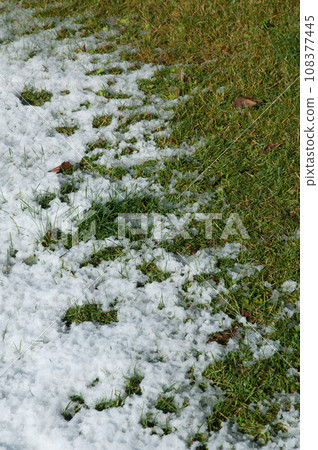 Frost on the grass. Frost on the grass. 108377445