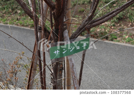 山茱萸 山茱萸 108377568