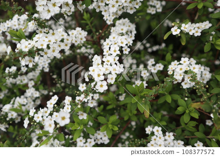 Kodemari Kodemari 108377572