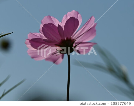 Cosmos flowers against the blue sky 108377649