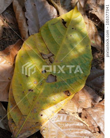 Autumn leaves gathered on the forest floor in Tulungagung, East Java, Indonesia, painting a vibrant canvas of red, orange, and yellow 108377841