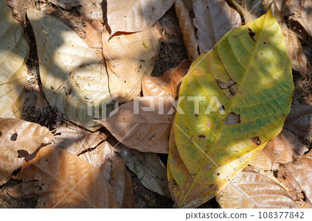 Autumn leaves gathered on the forest floor in Tulungagung, East Java, Indonesia, painting a vibrant canvas of red, orange, and yellow Autumn leaves gathered on the forest floor in Tulungagung, East Java, Indonesia, painting a vibrant canvas of red, orange, and yellow 108377842