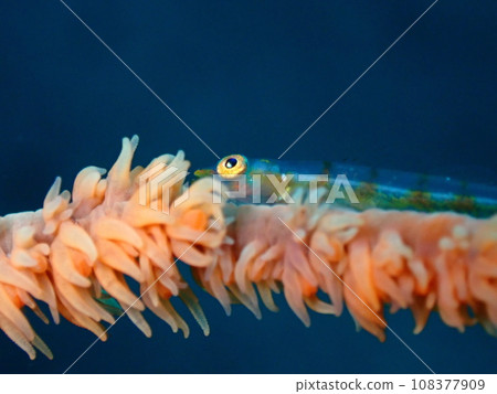 悠閒的玻璃蝦虎魚 悠閒的玻璃蝦虎魚 108377909