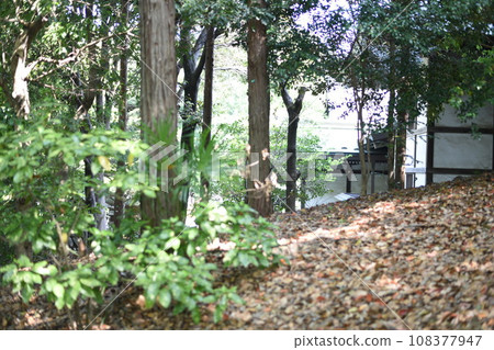 落葉 落葉 108377947