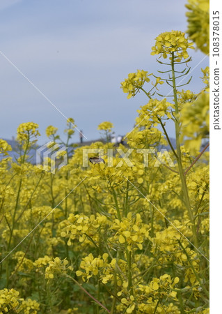 由強姦開花邀請的蜂蜜蜂 由強姦開花邀請的蜂蜜蜂 108378015