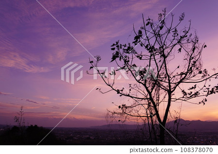 生長在夕陽天空的樹 108378070