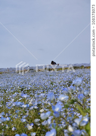 兩個人在粉蝶花田裡交談 兩個人在粉蝶花田裡交談 108378073