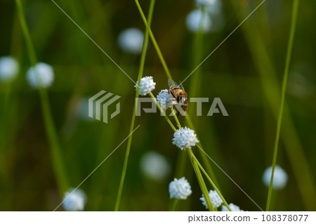 Ominae flower-visiting insect, click beetle family, Shimofurikometsuki Ominae flower-visiting insect, click beetle family, Shimofurikometsuki 108378077