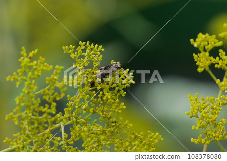 Ominae flower-visiting insect, click beetle family, Shimofurikometsuki Ominae flower-visiting insect, click beetle family, Shimofurikometsuki 108378080
