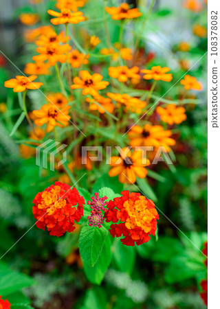lantana and rudbeckia lantana and rudbeckia 108378082