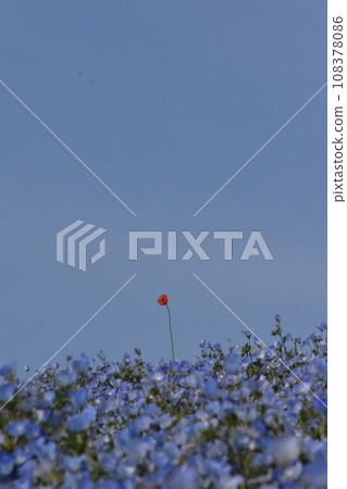 A single flower blooming in the nemophila field 108378086