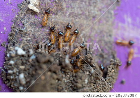 Many termites coming out  from tunnel 108378097